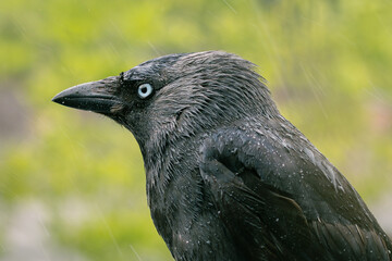 raven jackdaw close