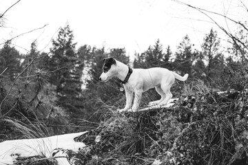 Low angle view of a young puppy in snow in forest