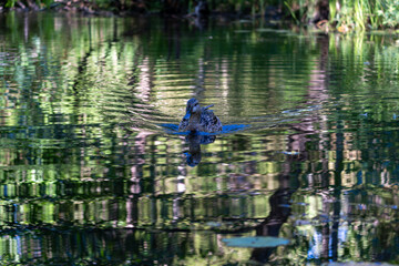 Couple of mallard ducks swimming peacefully on a calm lake reflecting the surrounding summer trees