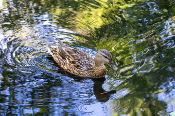 Couple of mallard ducks swimming peacefully on a calm lake reflecting the surrounding summer trees
