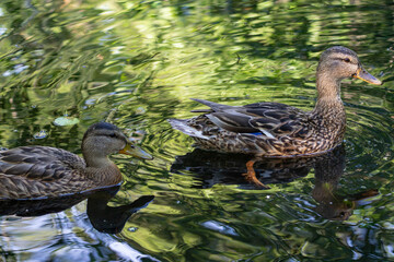 Couple of mallard ducks swimming peacefully on a calm lake reflecting the surrounding summer trees