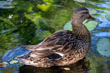 Couple of mallard ducks swimming peacefully on a calm lake reflecting the surrounding summer trees