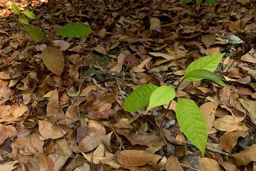 A young tree growing among dry leaves.
