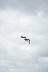 Goosy Goose