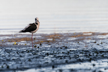 Black-backed stilts walking along the seashore
