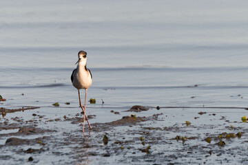 Black-backed stilts walking along the seashore