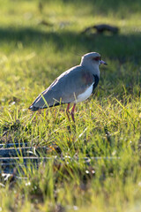 Southern lapwing bird walking on the lawn