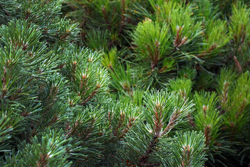 Mountain pine close-up. Needles. Young branches mountain pine of evergreen plants. Green dwarf...