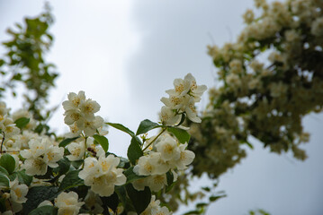 White jasmine flowers bloom on a branch with green leaves against a cloudy sky, capturing the...