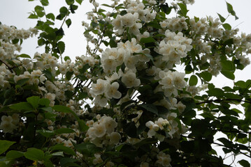 A dense jasmine bush filled with white blossoms and green leaves under an overcast sky, capturing...