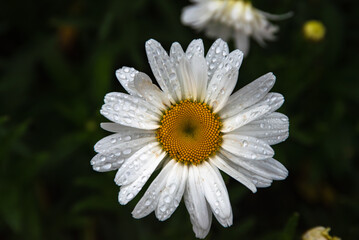 A close-up of a white daisy with a yellow center, covered in fresh raindrops, set against a dark...