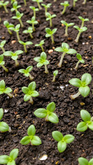 Crop sprouts close-up. Sprouts break through the ground