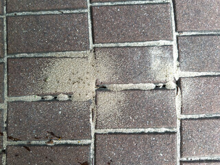 Macro view of ants building their nest between paving stones. Natural insect behavior in an urban...