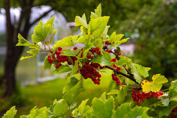 Clusters of ripe red currants hang on a leafy branch in a lush garden, with vibrant green foliage...