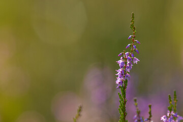 Close-up photo of blooming common heather (Calluna vulgaris) on a sunny summer evening. Selective...