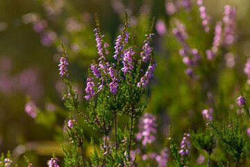 Close-up photo of blooming common heather (Calluna vulgaris) on a sunny summer evening. Selective...
