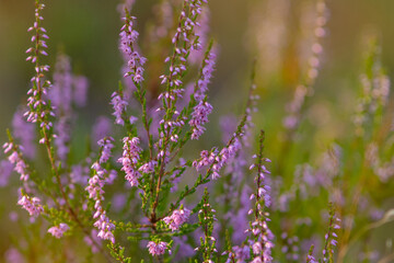 Close-up photo of blooming common heather (Calluna vulgaris) on a sunny summer evening. Selective...