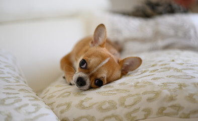 A small brown dog is laying on a white pillow. The pillow has a leopard print pattern