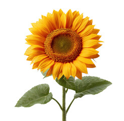 Fototapeta premium Stunning sunflower in full bloom against a black background isolated botanical beauty