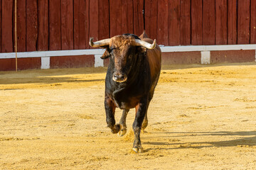 Bull runs across a sandy arena under a warm afternoon sun in a traditional setting