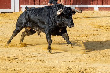 Bull charges through sandy arena during traditional festival in bright sunlight