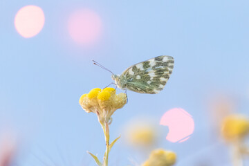 Colorful butterfly perched on a yellow flower against a soft blue background in springtime garden