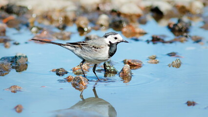 bird on the snow