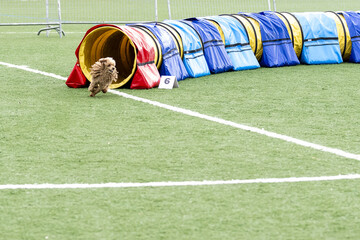 Dog navigating a colorful agility tunnel on a grassy field during a lively competition