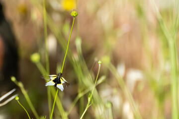 Butterfly rests on a long stem in a sunny wildflower meadow during springtime