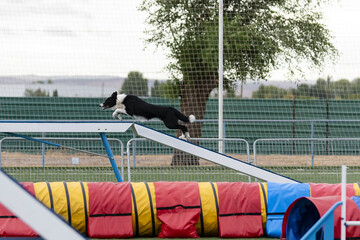 Border collie performing agility course at outdoor training facility during afternoon practice session