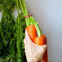 carrots in a hand