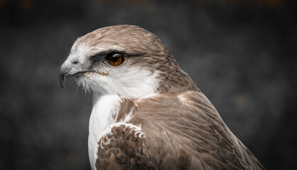 Bird of prey 