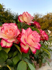 Cluster of Pink Roses in Full Bloom