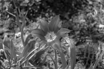 Tulipa humilis flower head in the lily family liliaceae closeup in black and white