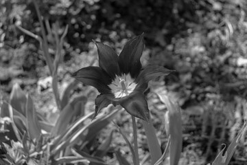 Tulipa humilis flower head in the lily family liliaceae closeup in black and white