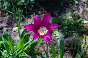 Tulipa humilis purple flower head in the lily family liliaceae closeup