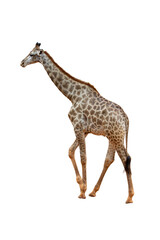 Giraffe isolated on a white background,