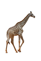 Full body side view of a giraffe walking on a white background.