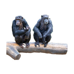 Chimpanzees sit together on a fallen log.