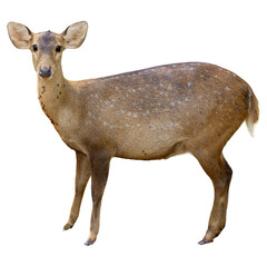 a female sika deer isolated on white background
