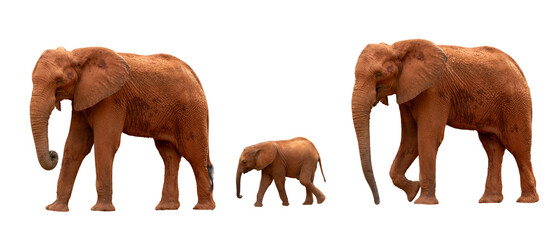 A family of three elephants walking with a baby elephant walking in the center on a white background.