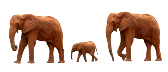 A family of three elephants walking with a baby elephant walking in the center on a white background.