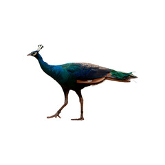A beautiful blue and green peacock with colorful plumage and bright tail feathers is isolated on a white background