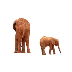 A large, wild elephant with an impressive trunk and tusks is standing in profile, isolated on a white background