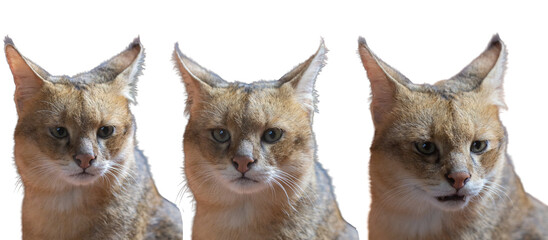 Group of three brown wild cats isolated on white background, front view.