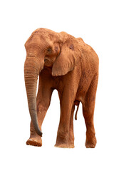 Elephant isolated on white background