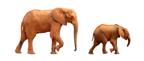 Baby elephant leads mother elephant, side view on white background.