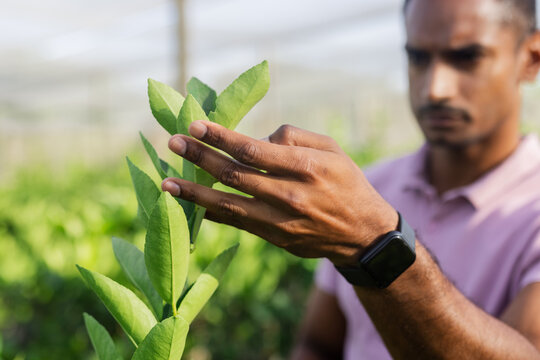 Asian man wearing pink polo shirt and black smartwatch inspecting green plant branch in greenhouse