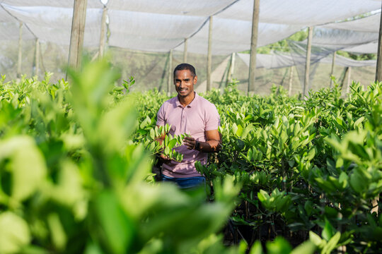 Asian mid-adult man holding branch in nursery among potted saplings under shade netting
