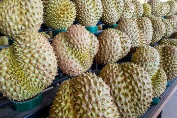 Multiple durian fruits are displayed in baskets.